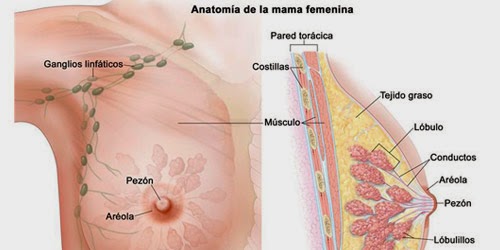 Anatomia femenina